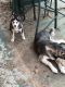 Sakhalin Husky Puppies for sale in Fort Worth, TX, USA. price: $500