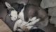 Sakhalin Husky Puppies for sale in Akron, OH 44312, USA. price: $500