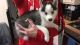 Sakhalin Husky Puppies for sale in Dayton, OH, USA. price: $500