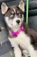 Sakhalin Husky Puppies for sale in Hamilton, OH, USA. price: $450