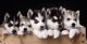 Sakhalin Husky Puppies for sale in Hawaii Kai, Honolulu, HI, USA. price: NA