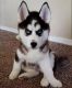 Sakhalin Husky Puppies for sale in 47833 Sun Corral Trail, Palm Desert, CA 92260, USA. price: NA