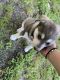 Sakhalin Husky Puppies for sale in Georgetown, TX, USA. price: NA