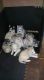 Sakhalin Husky Puppies for sale in New York, NY 10012, USA. price: NA