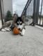 Sakhalin Husky Puppies for sale in Plano, TX, USA. price: $500