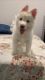 Sakhalin Husky Puppies for sale in 7343 Reseda Blvd, Reseda, CA 91335, USA. price: $700