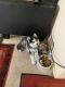Sakhalin Husky Puppies for sale in El Cajon, CA, USA. price: $700