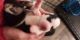 Sakhalin Husky Puppies for sale in Marysville, CA, USA. price: $750