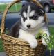 Sakhalin Husky Puppies for sale in California City, CA, USA. price: $500