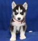 Sakhalin Husky Puppies for sale in Denver, Irvine, CA 92604, USA. price: $450