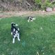 Sakhalin Husky Puppies for sale in Springville, UT, USA. price: $800