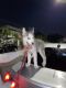 Sakhalin Husky Puppies for sale in Miami, FL, USA. price: $650