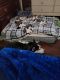 Sakhalin Husky Puppies for sale in Pontiac, IL 61764, USA. price: NA