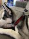 Sakhalin Husky Puppies for sale in 286 Lower Nis Hollow Dr, Lehighton, PA 18235, USA. price: NA