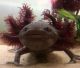 Salamander Amphibians for sale in Howell, MI, USA. price: $80