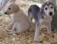 Saluki Puppies for sale in Carlsbad, CA, USA. price: NA