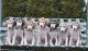 Saluki Puppies for sale in Niles, MI 49120, USA. price: $300