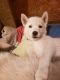 Samoyed Puppies for sale in Moses Lake, WA 98837, USA. price: $600