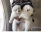 Samoyed Puppies for sale in Mesquite, TX, USA. price: $2,000