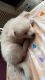 Samoyed Puppies for sale in 13, Hardutt Rai Chamaria Rd, Raghav Greens, Howrah, West Bengal 711101, India. price: 20000 INR