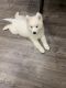 Samoyed Puppies for sale in Kent, WA 98031, USA. price: $3,500
