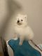 Samoyed Puppies for sale in San Jose, CA, USA. price: NA