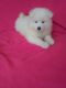 Samoyed Puppies for sale in Canton, MI, USA. price: $1,200
