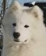 Samoyed Puppies for sale in New York, NY, USA. price: $4,500