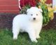 Samoyed Puppies for sale in Orlando, FL, USA. price: NA