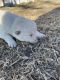 Samoyed Puppies for sale in Ralston, OK 74650, USA. price: $1,000