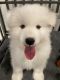 Samoyed Puppies for sale in Irvine, CA, USA. price: $4,500
