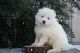 Samoyed Puppies for sale in New Britain, CT, USA. price: $2,900