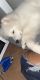 Samoyed Puppies for sale in Pittsburgh, PA, USA. price: $500