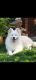 Samoyed Puppies for sale in 9776 TX-171, Itasca, TX 76055, USA. price: $3,500