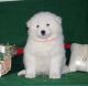 Samoyed Puppies for sale in Texarkana, TX, USA. price: $650