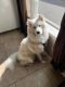 Samoyed Puppies for sale in Redmond, WA 98052, USA. price: $3,000