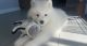 Samoyed Puppies for sale in 4 Hillock Ave, Hawthorne, NJ 07506, USA. price: NA