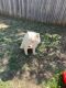 Samoyed Puppies for sale in Fort Worth, TX, USA. price: $2,000