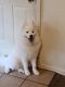 Samoyed Puppies for sale in Marion, OH 43302, USA. price: NA