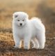 Samoyed Puppies for sale in Falls Church, VA, USA. price: $3,000