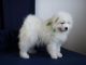 Samoyed Puppies for sale in 1776 Polk St, Hollywood, FL 33020, USA. price: $3,000