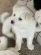 Samoyed Puppies for sale in Goshen, IN, USA. price: NA