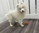 Samoyed Puppies for sale in Grand Blanc, MI 48439, USA. price: $2,500