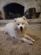 Samoyed Puppies for sale in Beavercreek, OH, USA. price: $2,000