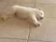 Samoyed Puppies for sale in Miami, FL, USA. price: $1,500