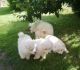 Samoyed Puppies for sale in Descanso, CA 91916, USA. price: $650