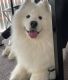 Samoyed Puppies for sale in Columbus, OH, USA. price: $1,200