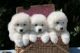 Samoyed Puppies for sale in California City, CA, USA. price: $400