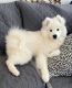 Samoyed Puppies for sale in Chicago, IL, USA. price: $450