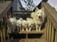 Samoyed Puppies for sale in Louisville, KY, USA. price: $800
